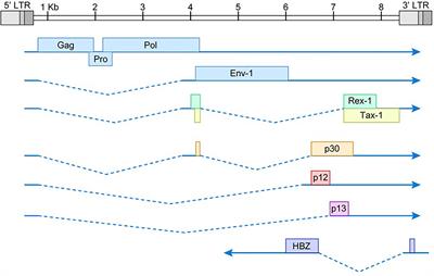 CRISPR Genome Editing Applied to the Pathogenic Retrovirus HTLV-1